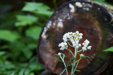Small white flowers in a fleld  with against a soft focus logの写真素材