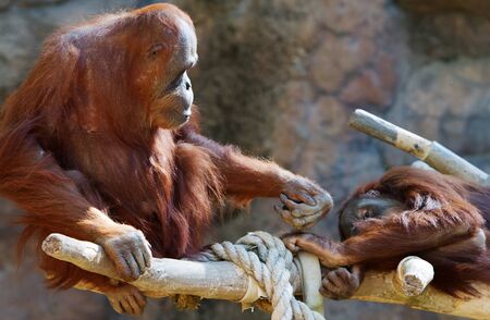 Orangutan Parent fondly reaching out to childの写真素材