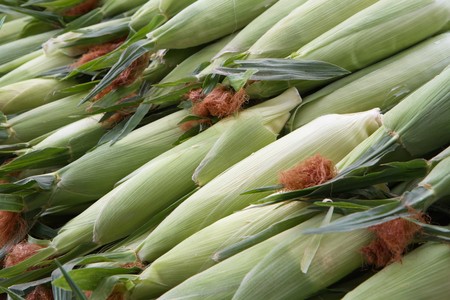 Rows of green ears of corn at a farmers marketの写真素材