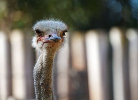 Ostrich head looking to the right with soft focus white fench and trees in backroundの写真素材