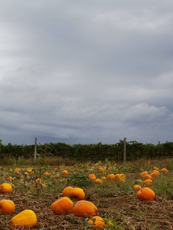 Pumpkin field  with dark cloudy sky in backgroundの写真素材