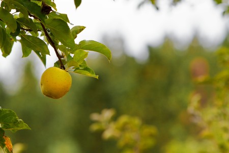 Close up Single Yellow apple on branch with soft focus  forest backgroundの写真素材