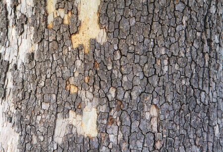 Natural mosaic of gray bark on a tree trunk