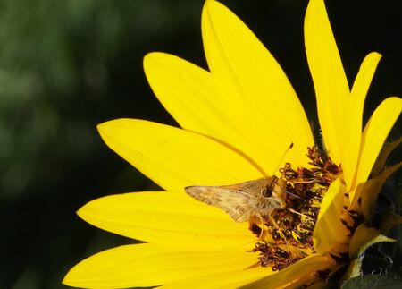 Macro of a  Moth feeding on a brightly sunlit Sunflowerの写真素材