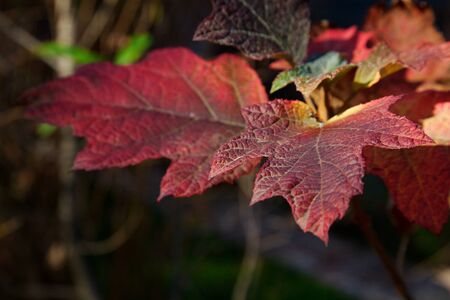 Red, orange, yellow, and green leaves of an oak leaf hydrangeaの写真素材