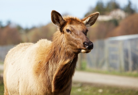 Young brown roosevelt elk with soft backgroundの写真素材
