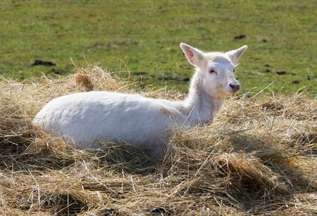 Young white fallow deer sitting in a hay stack with soft focus green field in backgroundの写真素材