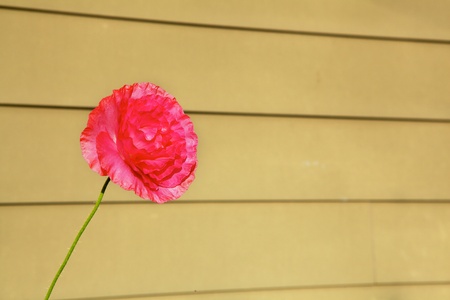 Single red carnation against a yellow wallの写真素材