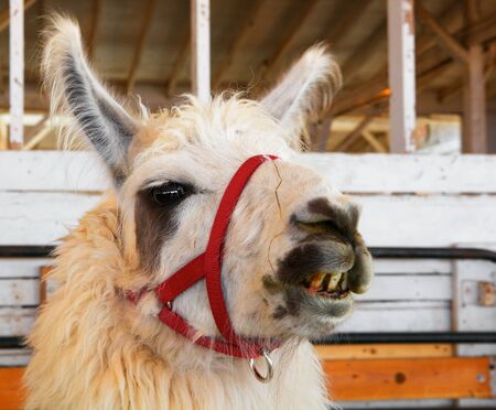 Image of a Llama head facing camera with stained crooked teethの写真素材