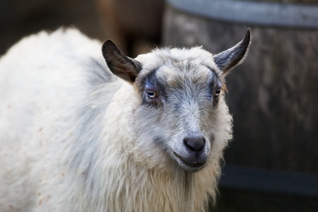 White furred slot eyed young goat with soft background