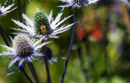 Busy golden been on green pistal of blue thorny petal  Eryngium flower with soft backgroundの写真素材