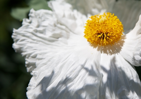 Shallow DOF of Golden center and fluffy white Romneya coulteri, Matilija Poppy, orFried-Egg Flowerの写真素材