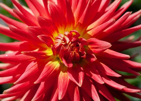Close up of a Yellow and Red Dahlia with green backgroundの写真素材