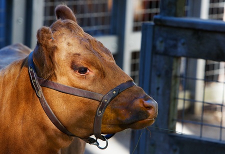 Head of a young brown cow with soft focus fence in backgroundの写真素材