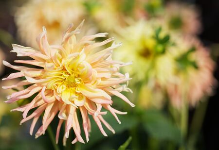Close up of a Yellow and pink Dahlia with wild petals and soft flower backgroundの写真素材