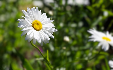 Single Marguerite Daisy Flower against soft focus green background and other flowersの写真素材