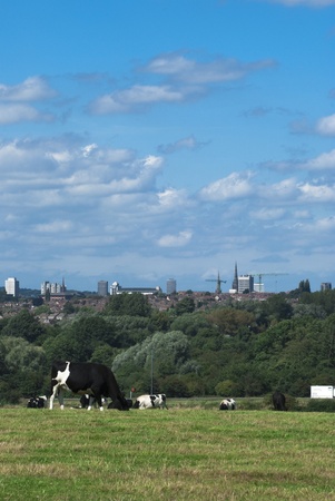 View of cattle in a field with a city skylineの写真素材