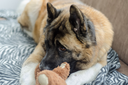 An American Akita dog rests on a settee with his teddy bear friendの写真素材
