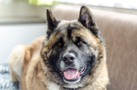 An American Akita dog rests on a settee in a caravanの写真素材