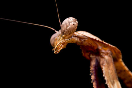Close up of a Peacock Praying Mantis against a black background