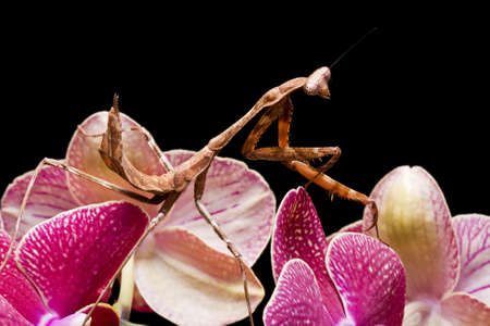 Close up of a Peacock Praying Mantis against a black background