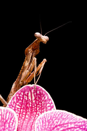 Close up of a Peacock Praying Mantis against a black backgroundの写真素材