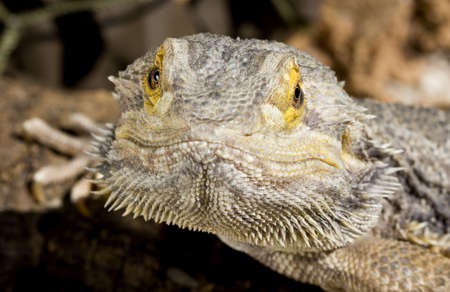 Bearded Dragon looking forwards on brown barkの写真素材