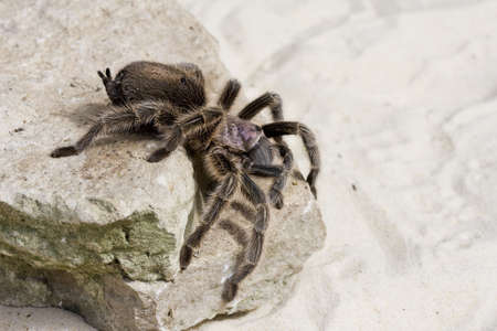 Close up of a Tarantula Spider on a rock and sandy backgroundの写真素材