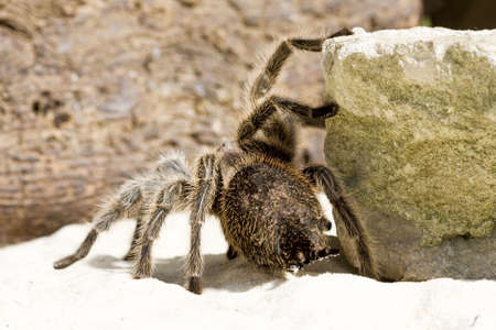 Close up of a Tarantula Spider on a rock and sandy backgroundの写真素材