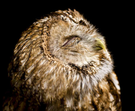 Barn Owl contentedly sunbathing with eyes closed against a black backgroundの写真素材