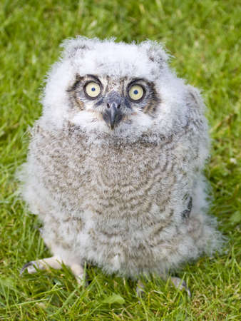 Cute fluffy Baby Owl looking up with big yellow eyes against a green grass backgroundの写真素材