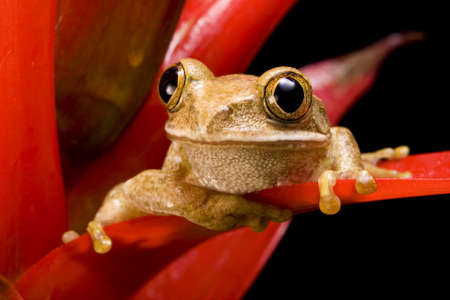 Close up of a Marbled Reed Frog on a red plant against a black backgroundの写真素材