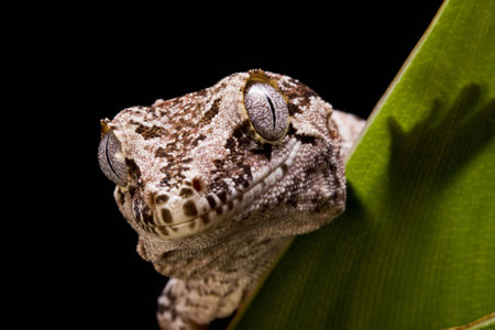 Close up of a Gargoyle Gecko on a green mossy branch against a black backgroundの写真素材
