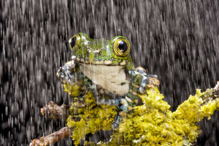 Close up of a Peacock Tree Frog on a green mossy branch against a black background with a shower of rainの写真素材