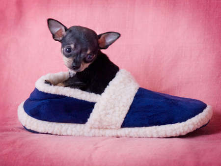 Chihuahua puppy in slipper.の写真素材
