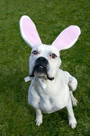 Funny Easter dog with pink rabbits ears.の写真素材
