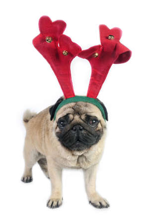 Christmas Pug dog wearing antlerの写真素材