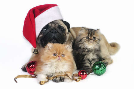 Pug dog wearing Santa hat with two little Persian kittens, surrounded by Christmas ornaments.の写真素材