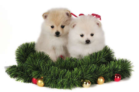 Two Pomeranian puppies,surrounded by Christmas Ornaments.の写真素材