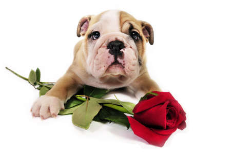 English bulldog puppy with valentine rose in front of a white background.の写真素材