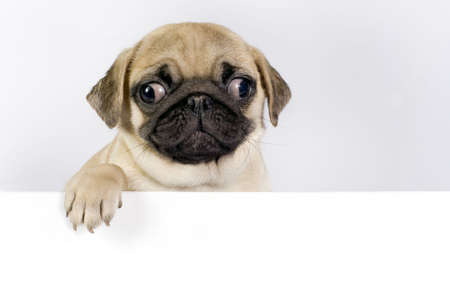 Cute Pug puppy  on white background with space for text.の写真素材