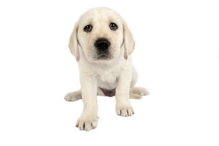 Puppy Labrador retriever in front of a white background .の写真素材