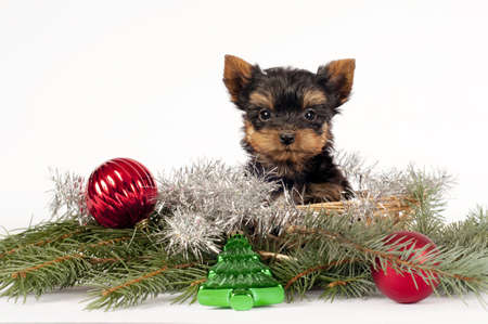 Cute Yorkshire terrier puppy with Christmas ornament on a  white background.の写真素材