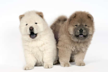 Two Chow chow puppies in front of a white background.の写真素材