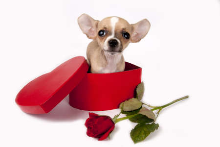 Cute chihuahua  puppy in a gift box with red rose. の写真素材