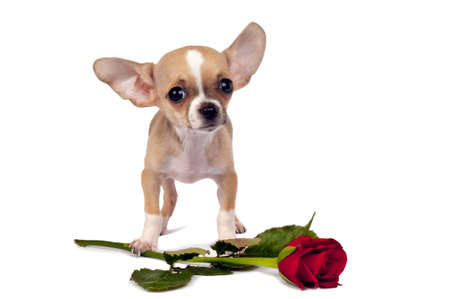 Cute chihuahua puppy with red rose on white background.の写真素材