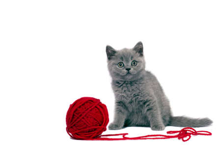 Cute british kitten playing with ball of red yarn on white background  の写真素材