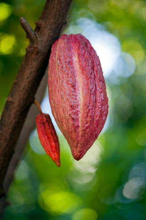 Cacao pod on tree (theobroma cacao) - stage of ripening .の写真素材