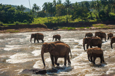Elephant group in the riverの写真素材