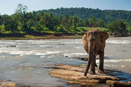 Elephant in park Pinawella. Sri Lankaの写真素材